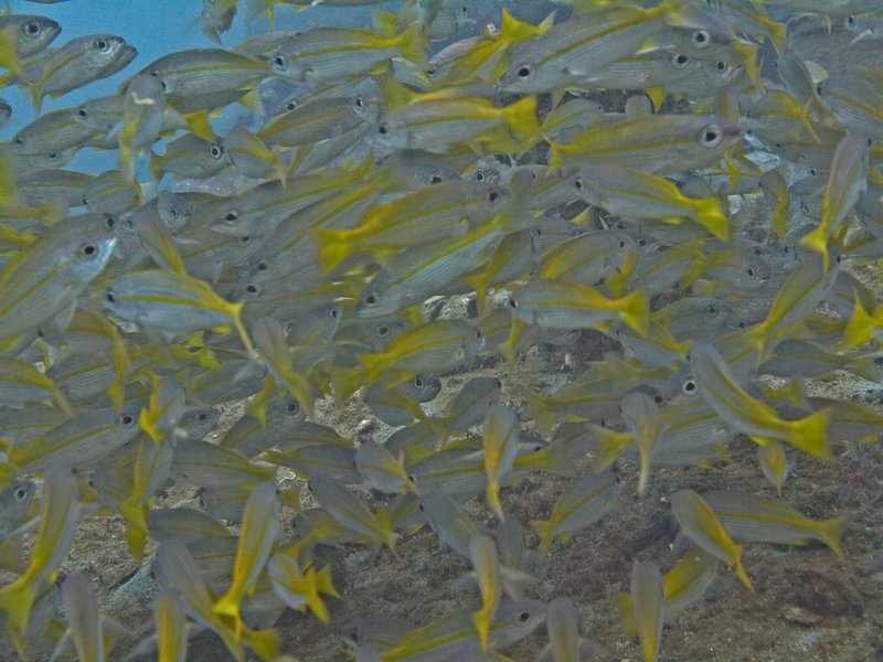 Fusilier, Japanese Patrolboat
